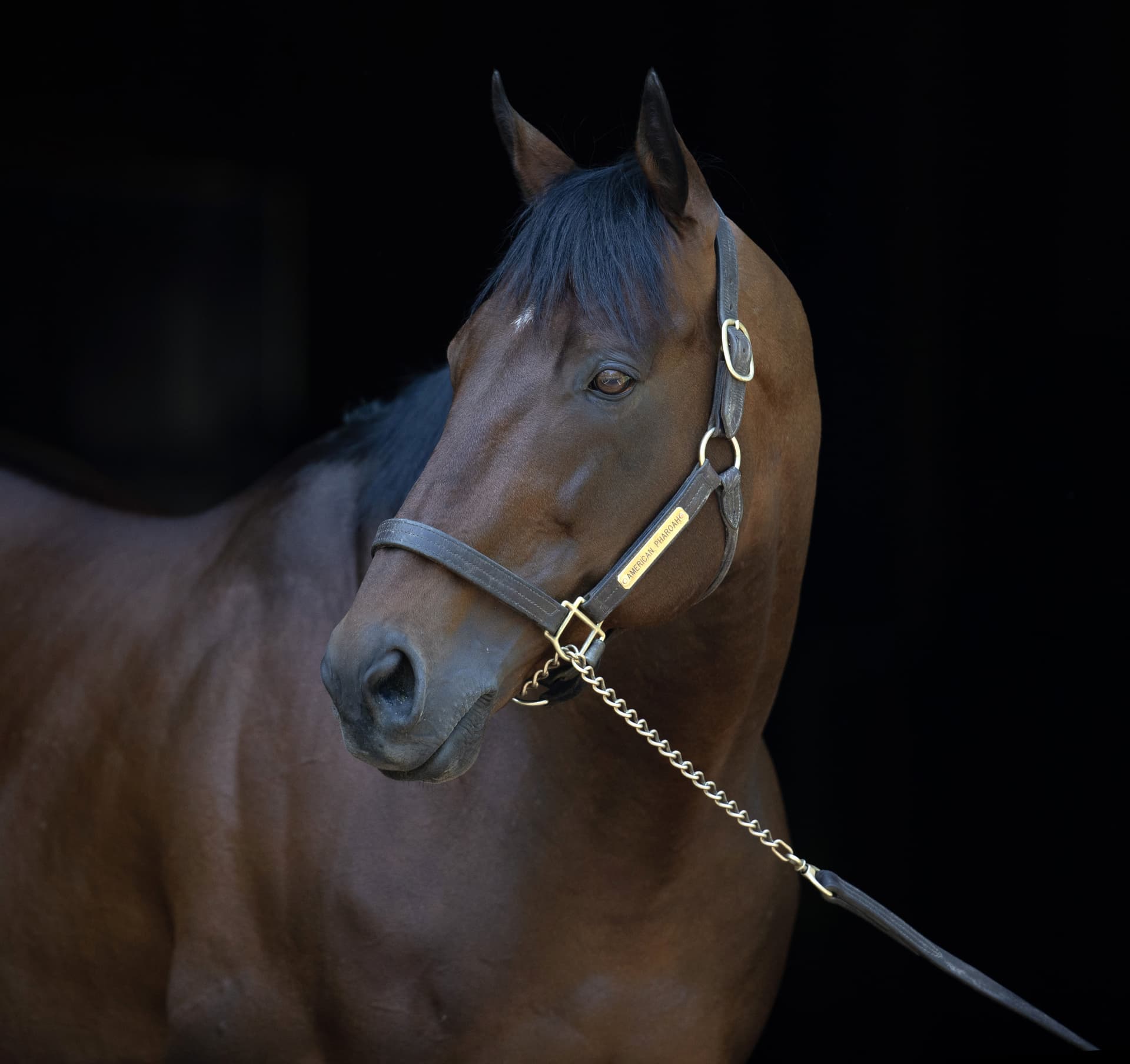 American Pharoah stays in Japan for second breeding season