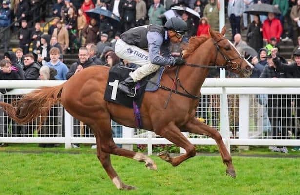 Unbeaten Adonius part-bought, targets Breeders' Cup after Ascot skip