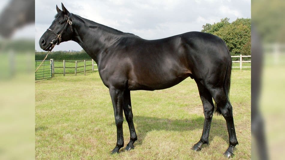 Passing Glance, influential National Hunt sire, dies at 27
