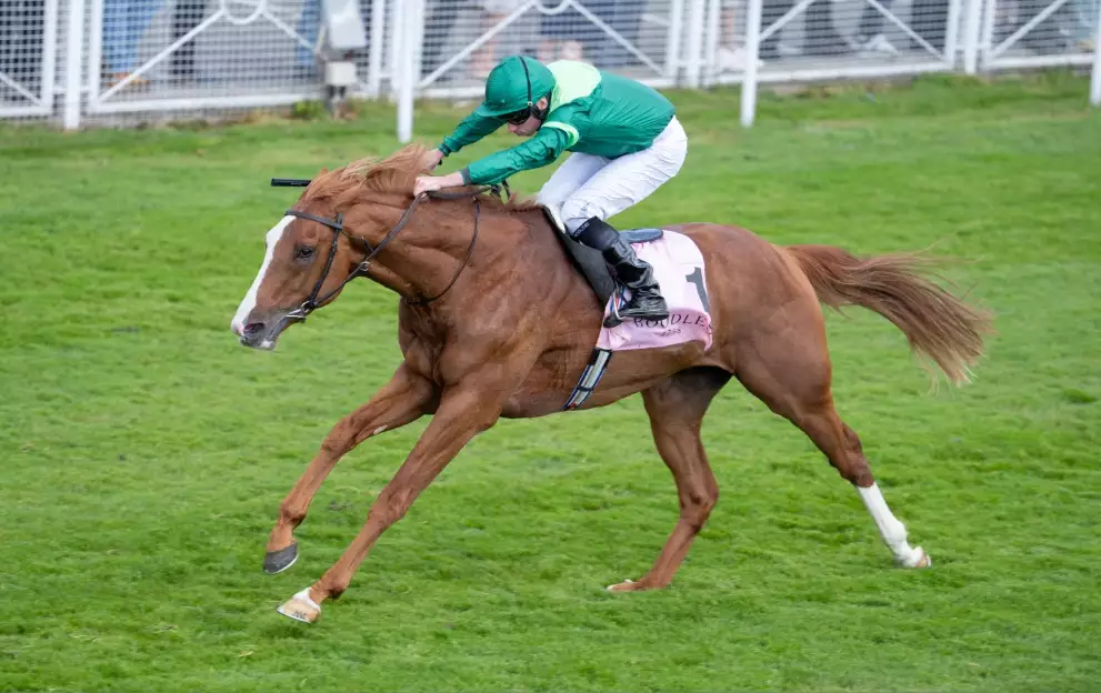 Frankel could target Galileo's Derby record with Benvenuto Cellini