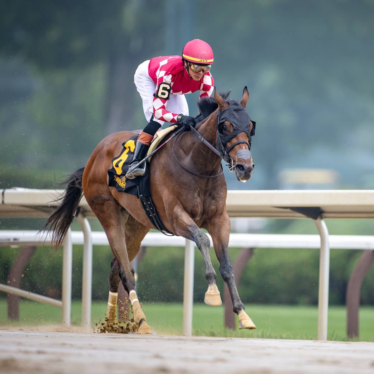 Nitrogen returns to Saratoga as Ogden Phipps favorite