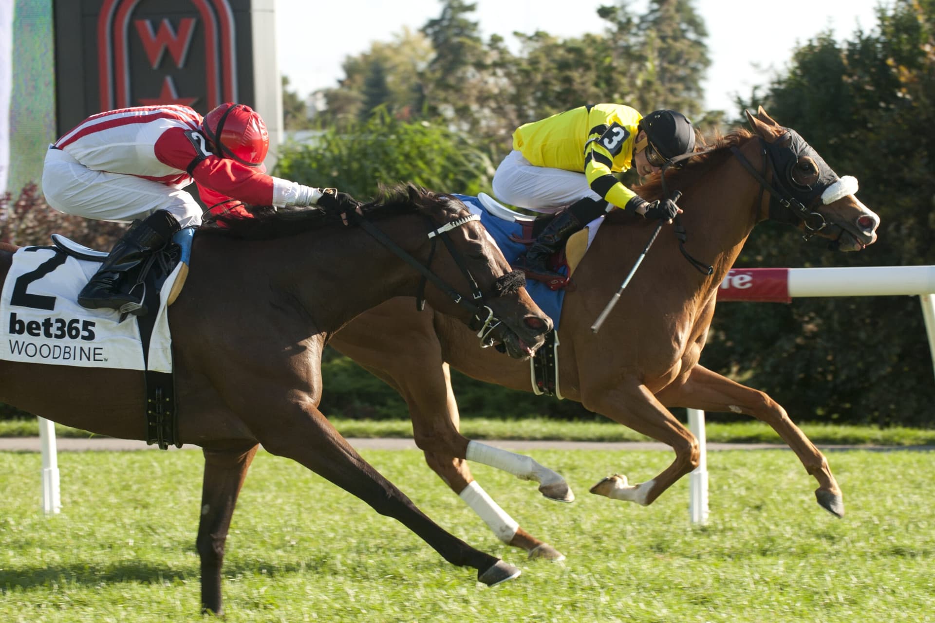 Miss Vyvyanne targets graded breakthrough in Highlander Stakes at Woodbine