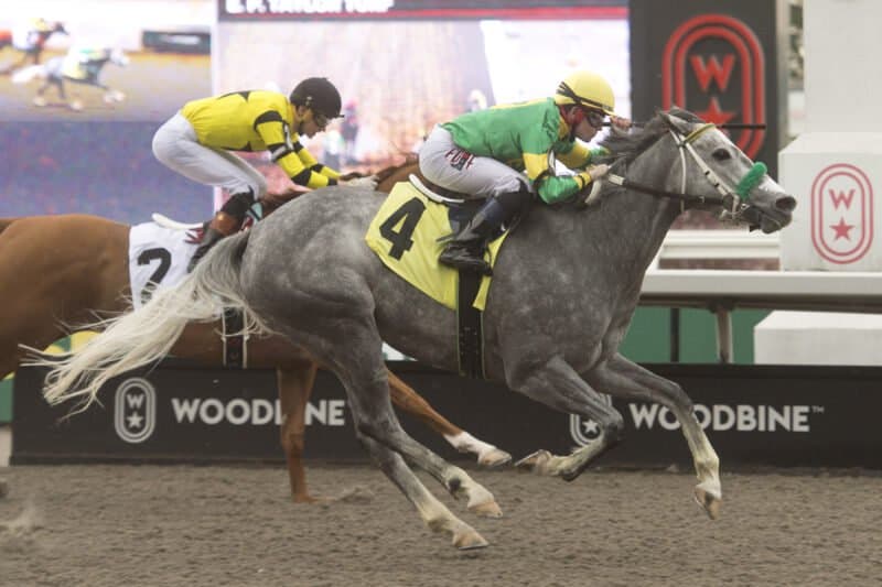 Little Teddy seeks fourth straight win in Woodbine's Ballade Stakes