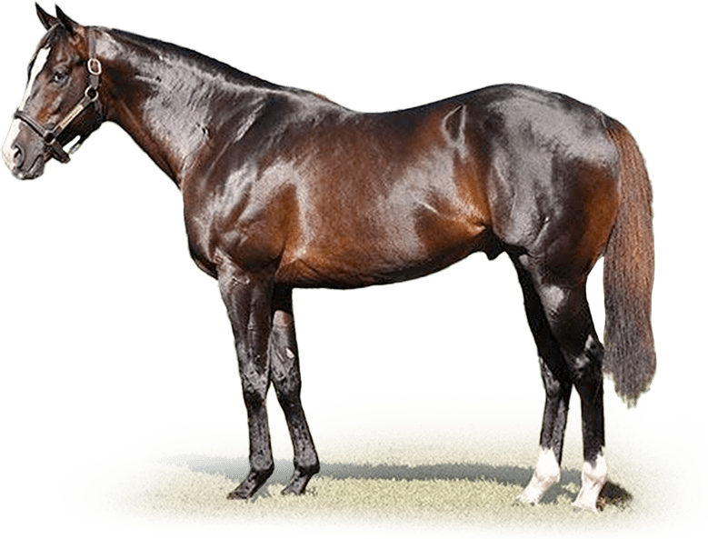 Bahamian Squall, Grade 2 sprint star and Florida sire, dies at 17
