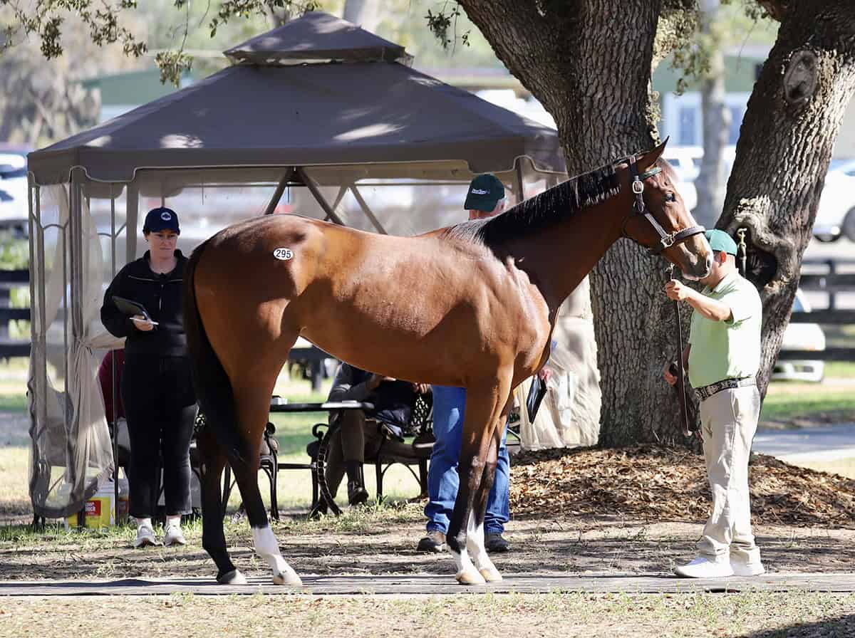 Roadster rises to fourth in freshman sire standings ahead of OBS sale
