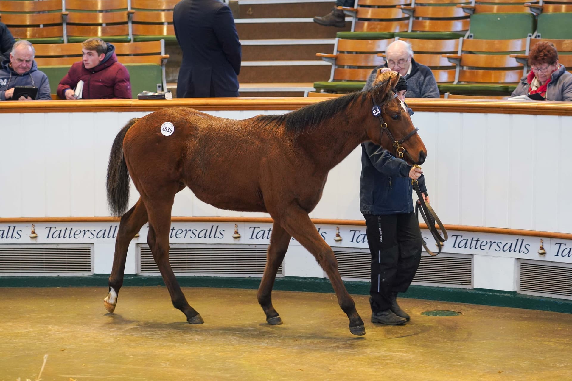 Sea Force tops Tattersalls July Sale, headed for Bahrain campaign