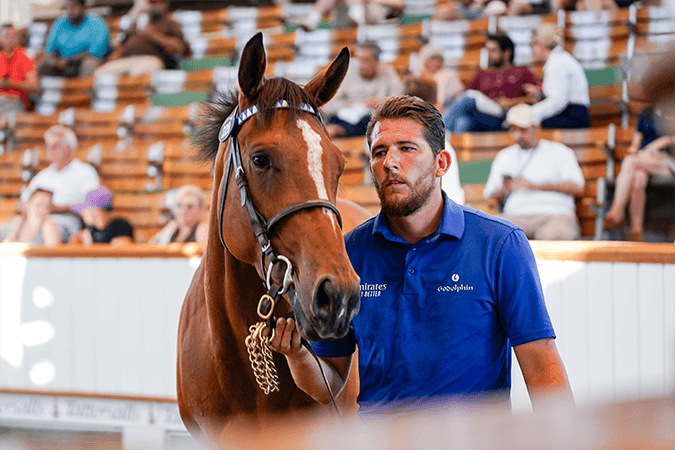 Renaissance Lady tops Tattersalls July Sale at 500,000 guineas