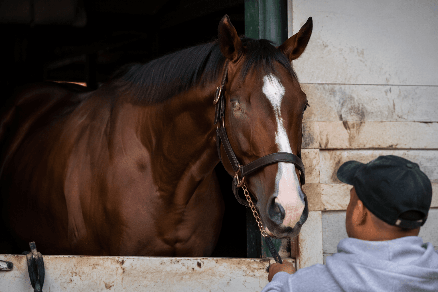 Silent Tactic scratched from Preakness after foot injury setback
