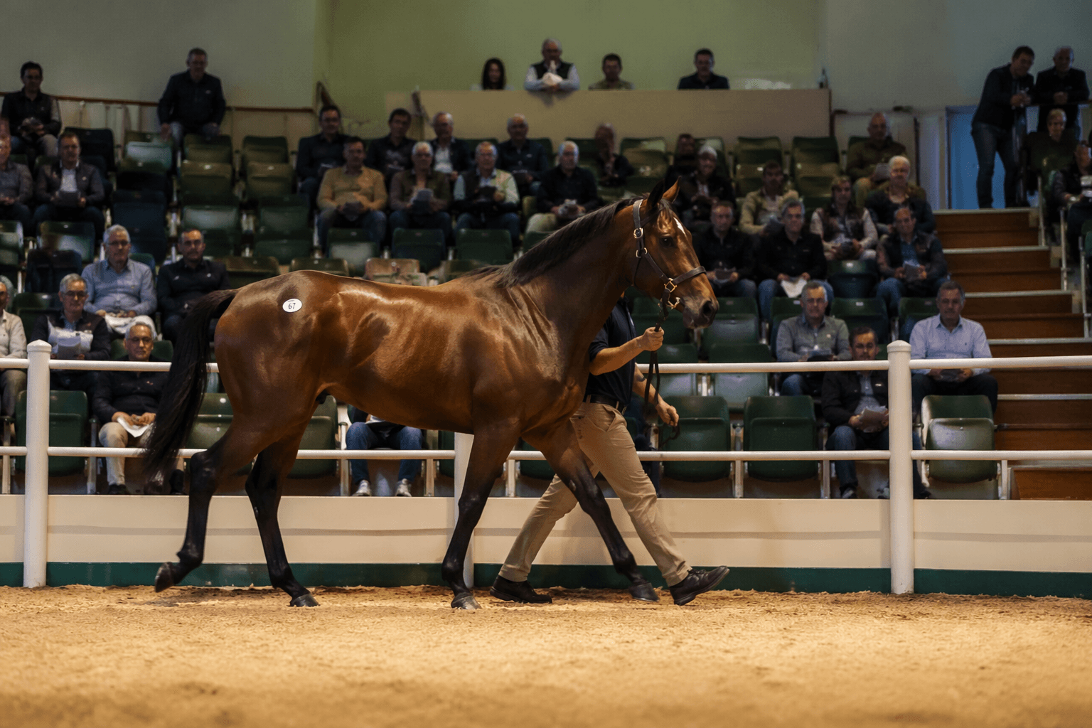 Fahey says rising breeze-up prices are squeezing owners further