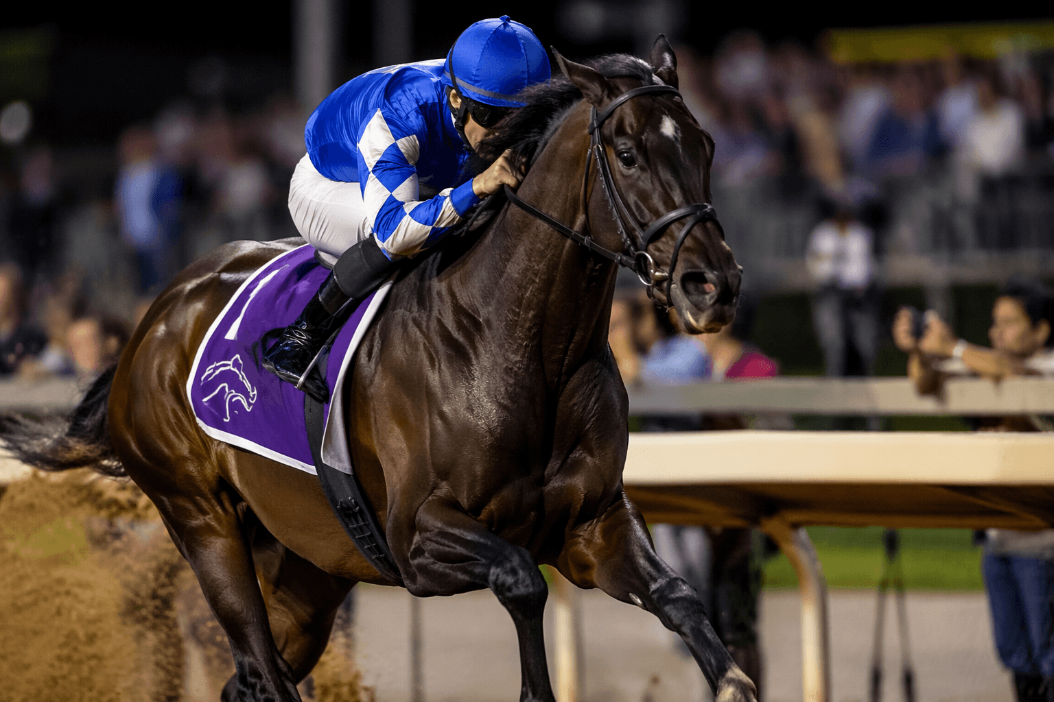 Seismic Beauty returns to Santa Margarita, Boyds seek another graded win