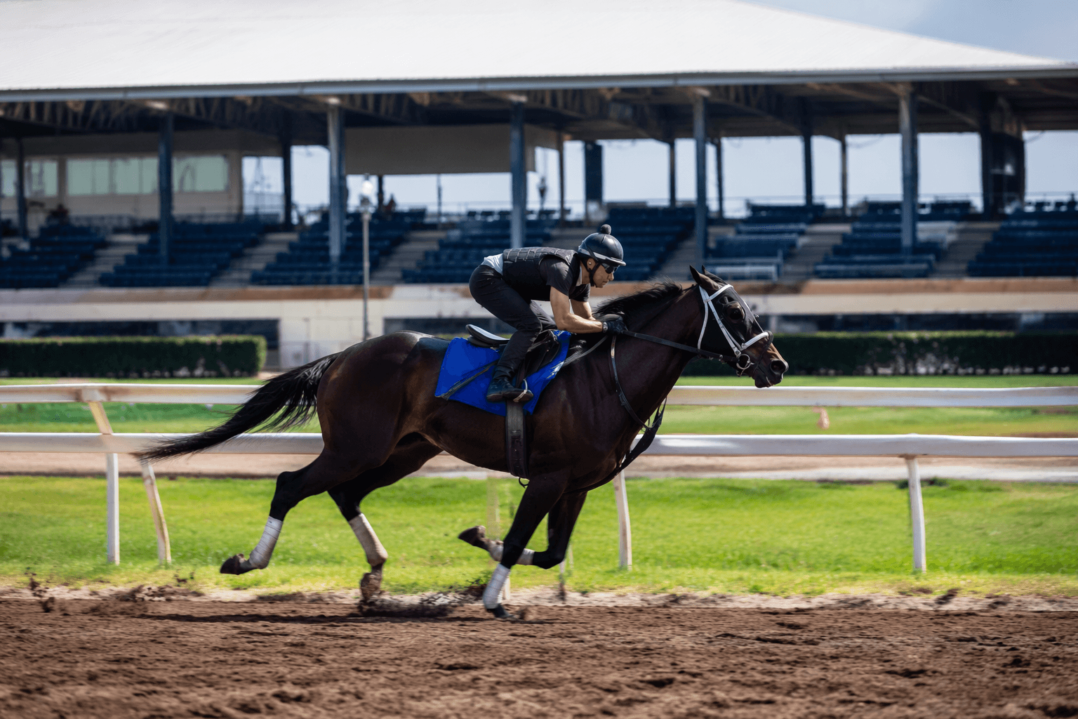 Global Leader flashes fastest quarter-mile in Ocala under-tack show