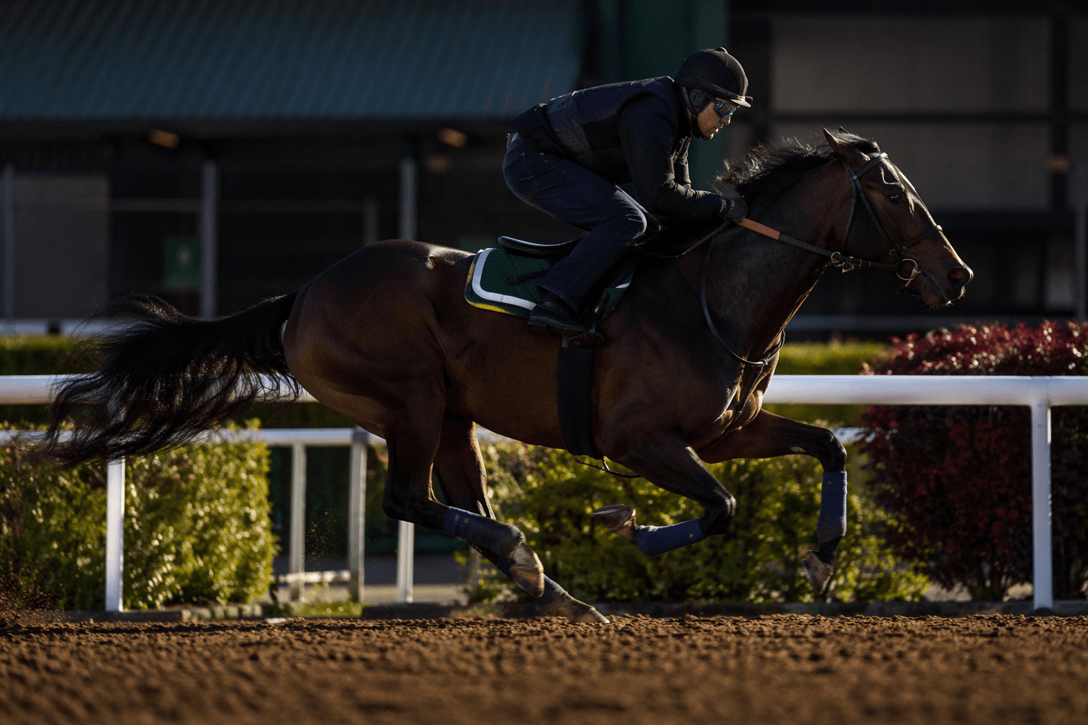 Bulmaro, Yaupon filly share fastest furlong at OBS under-tack show