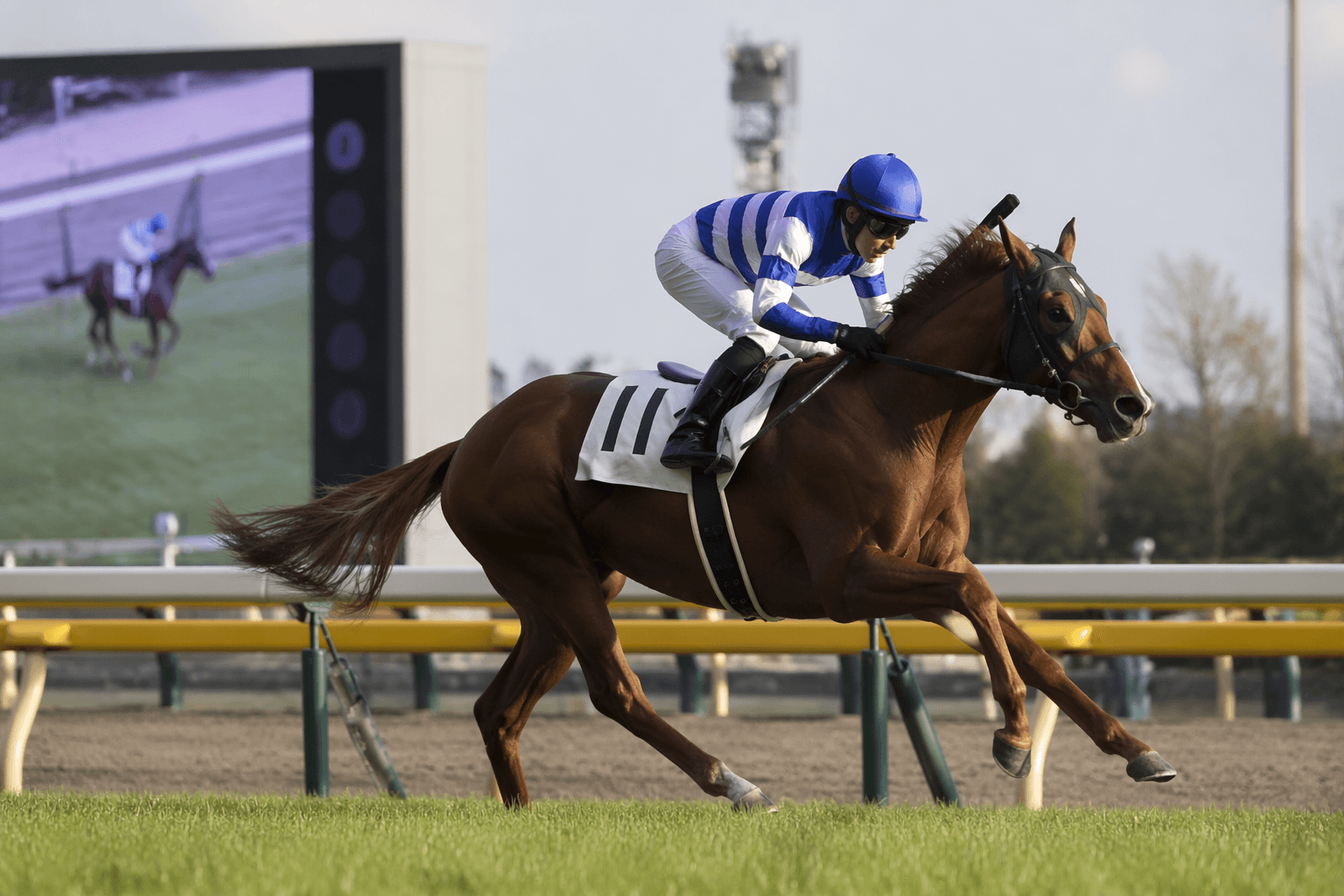 Flightline gets first winner as Demian scores at Tokyo Racecourse