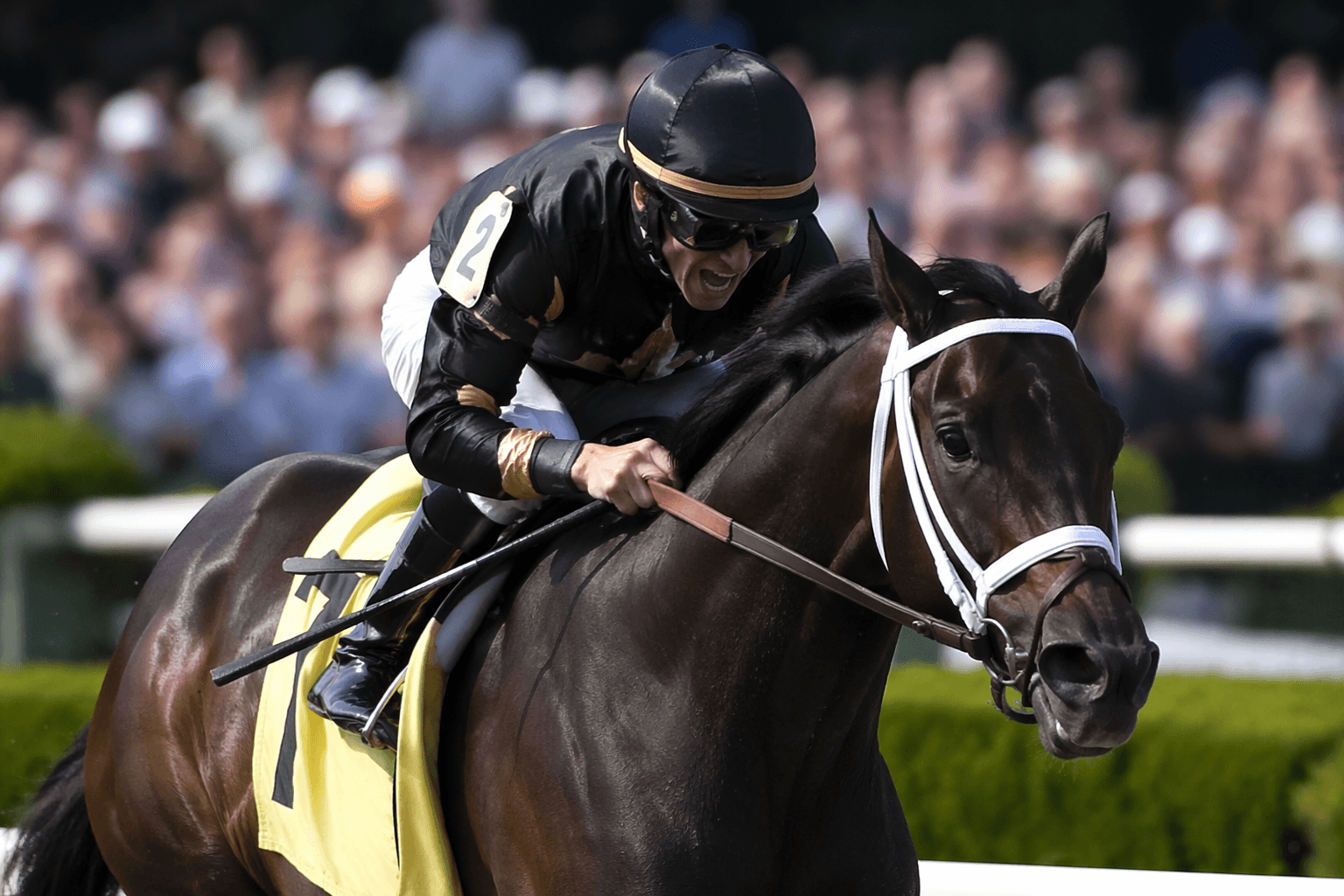 Stark Contrast points to Belmont Derby after American Turf upset