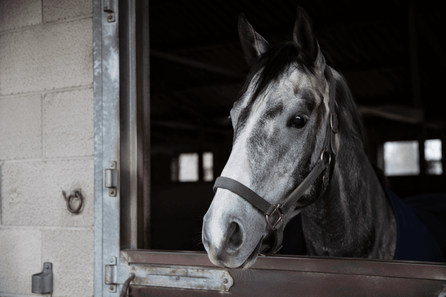 British racing traces equine flu case linked to Goffs Arkle Sale