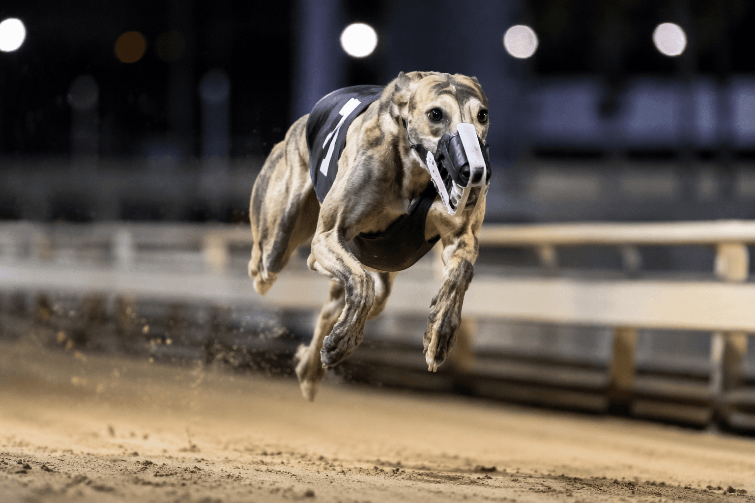 North American record holder Wolfie’s Dynaghost retires after injury returns