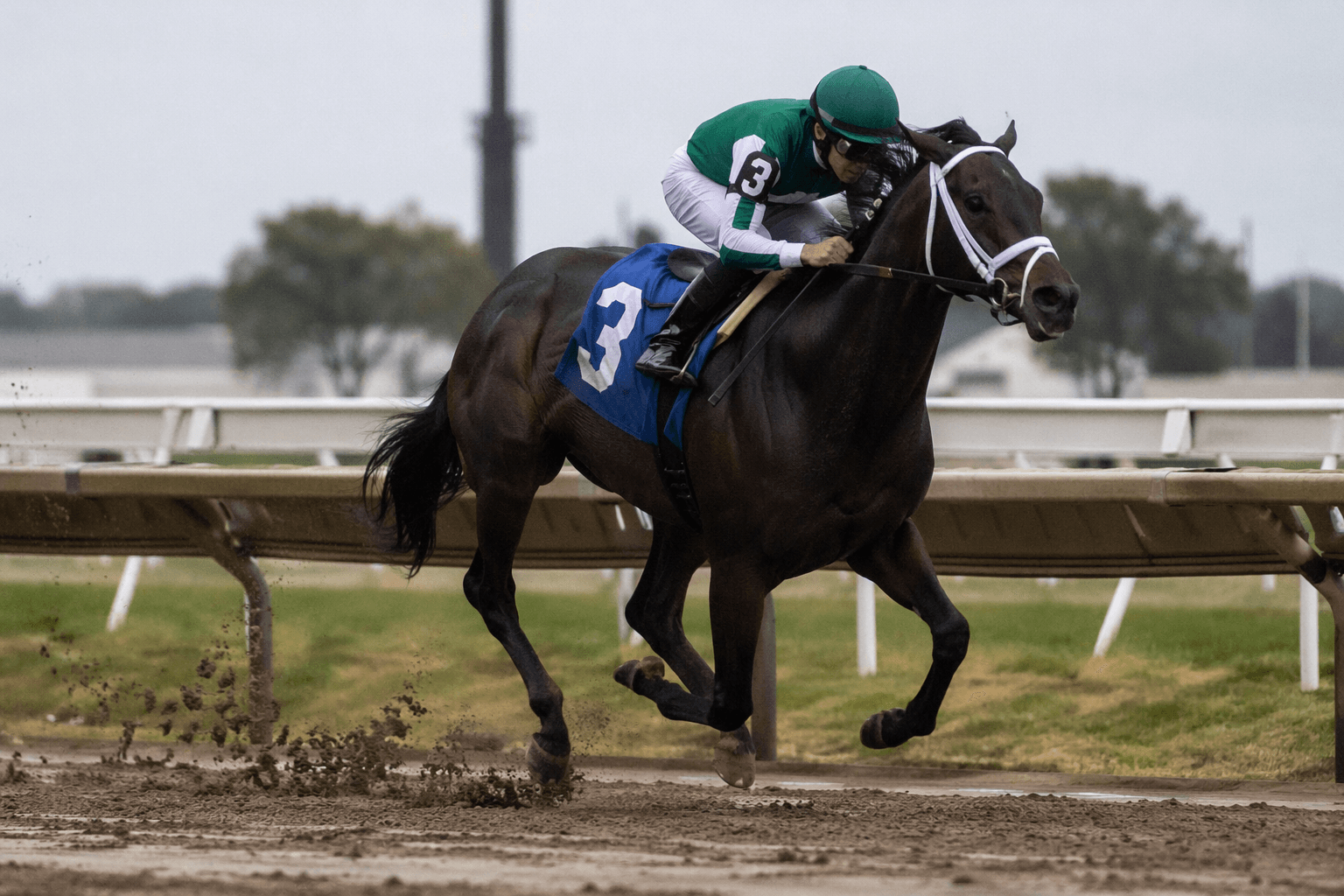Tipsy Mojo gives freshman sire Mind Control second winner at Monmouth Park