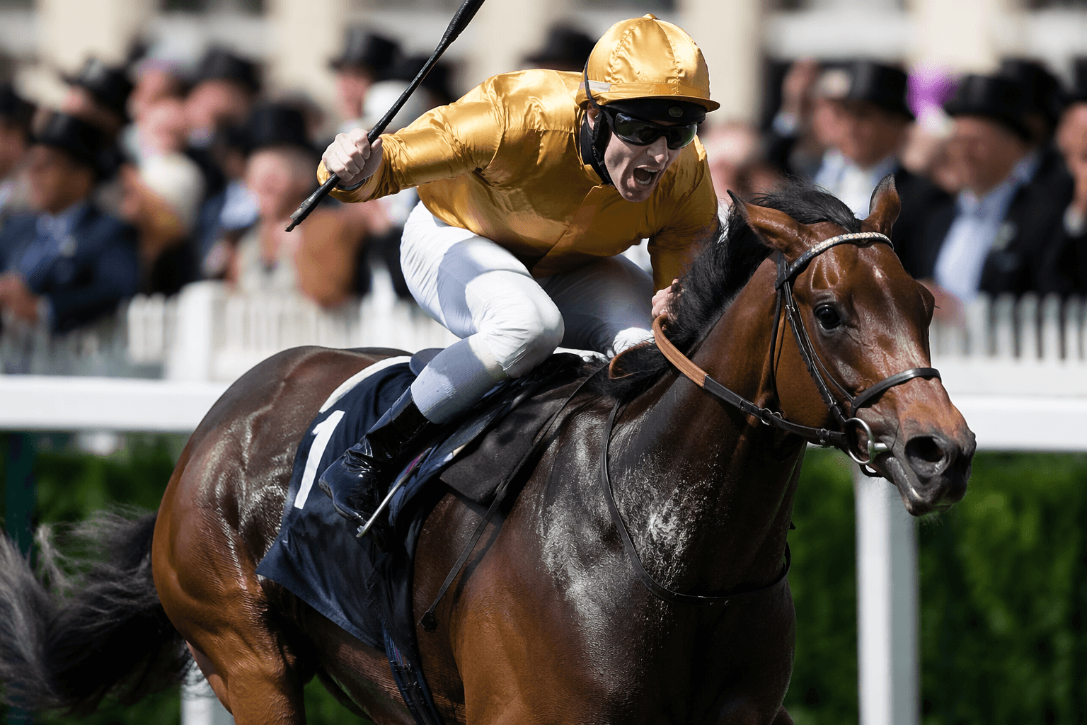 Bacio tops Timeform ratings after Royal Ascot romp