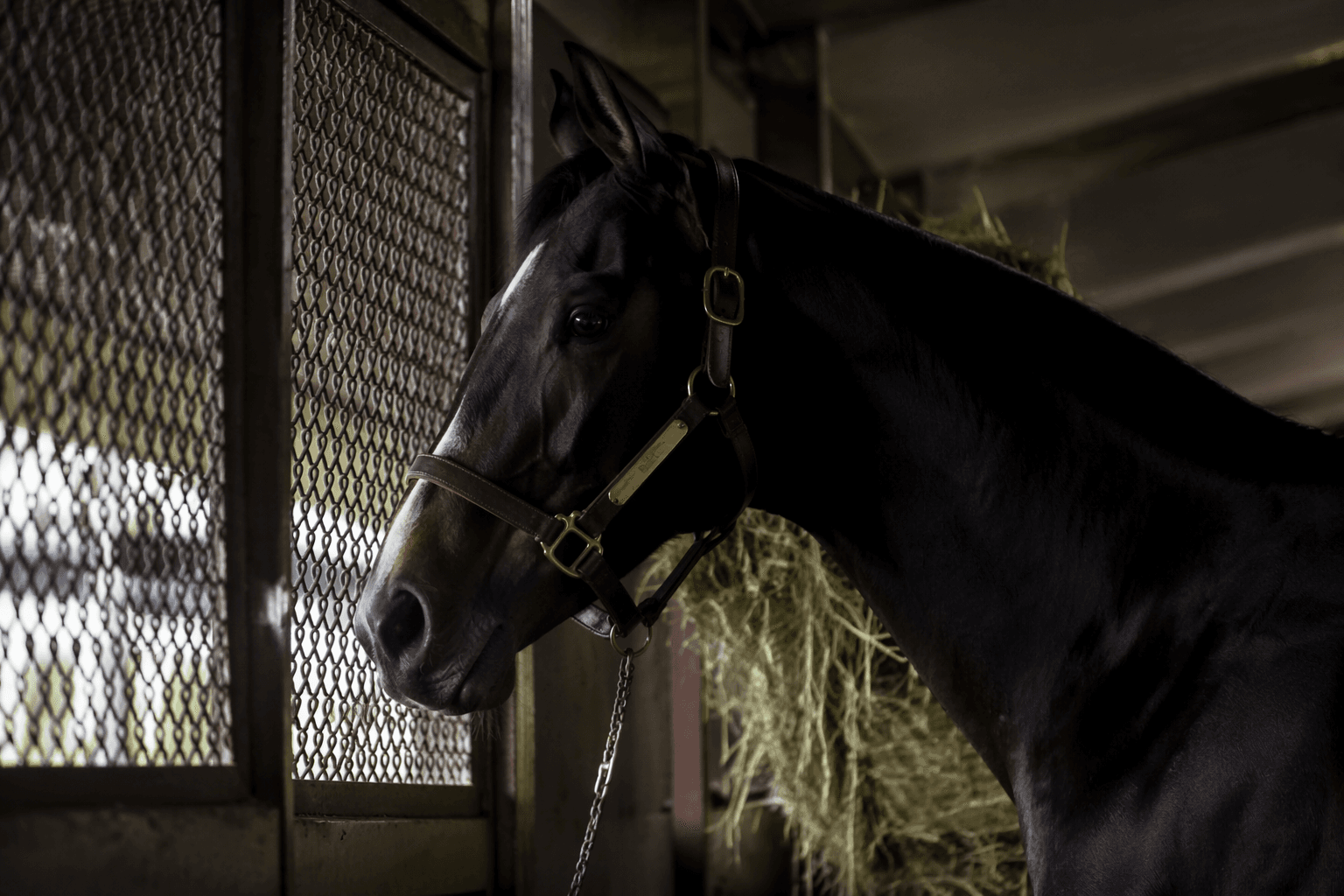 Country Life Farm adds Provenance as Maryland stallion prospect