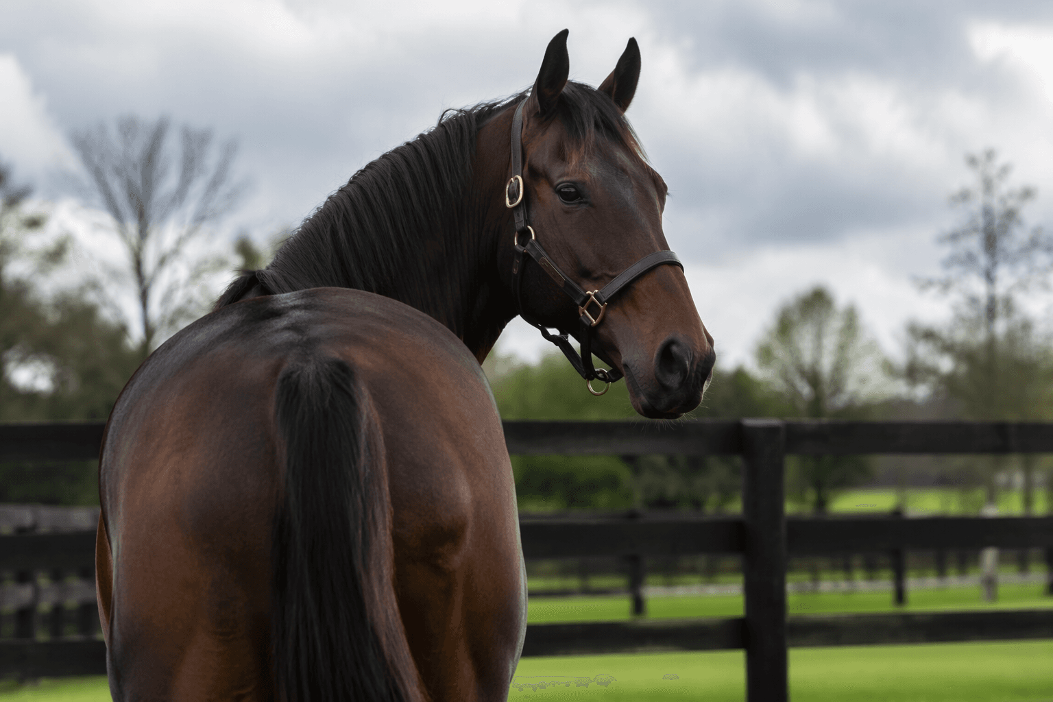 Planteur dies at 19, ending promising breeding career early