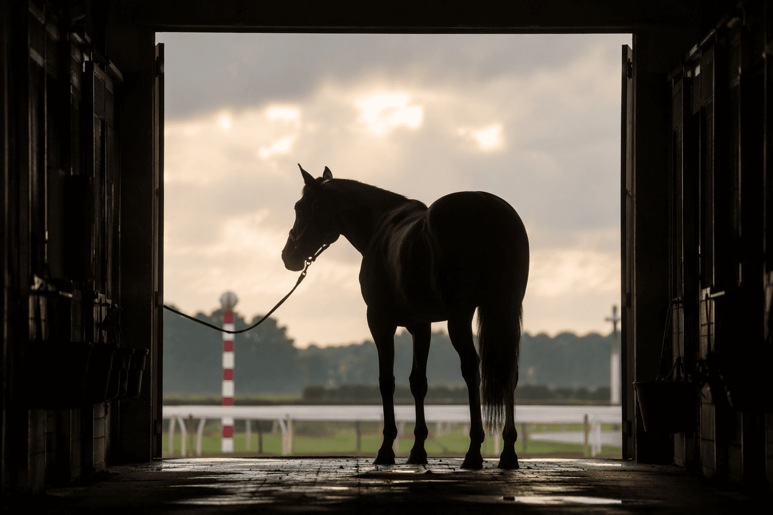 Velvet Beretta debut win lifts Fasig-Tipton July Digital Sale interest