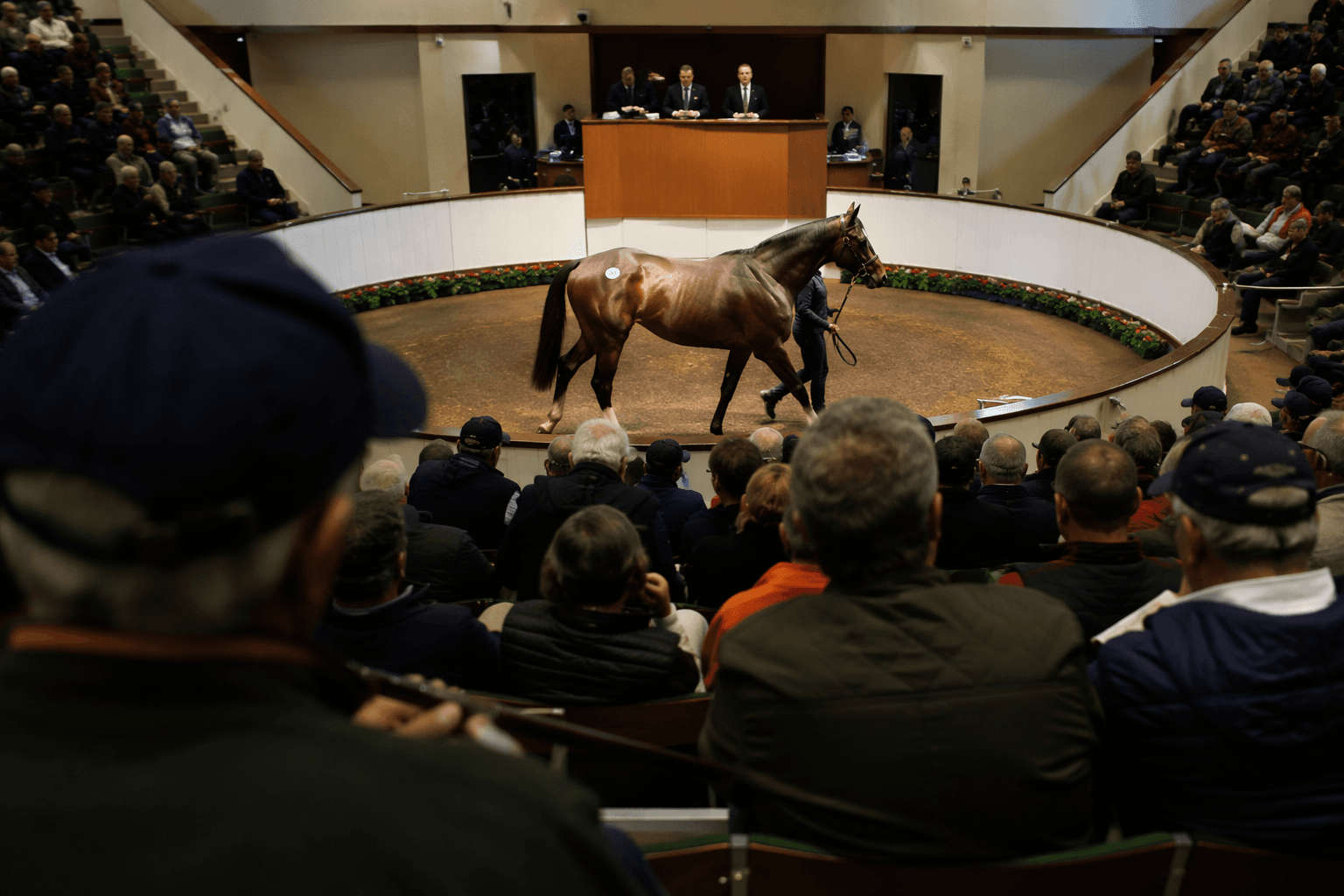 Irish bloodstock sales jump 21% in first half of 2026