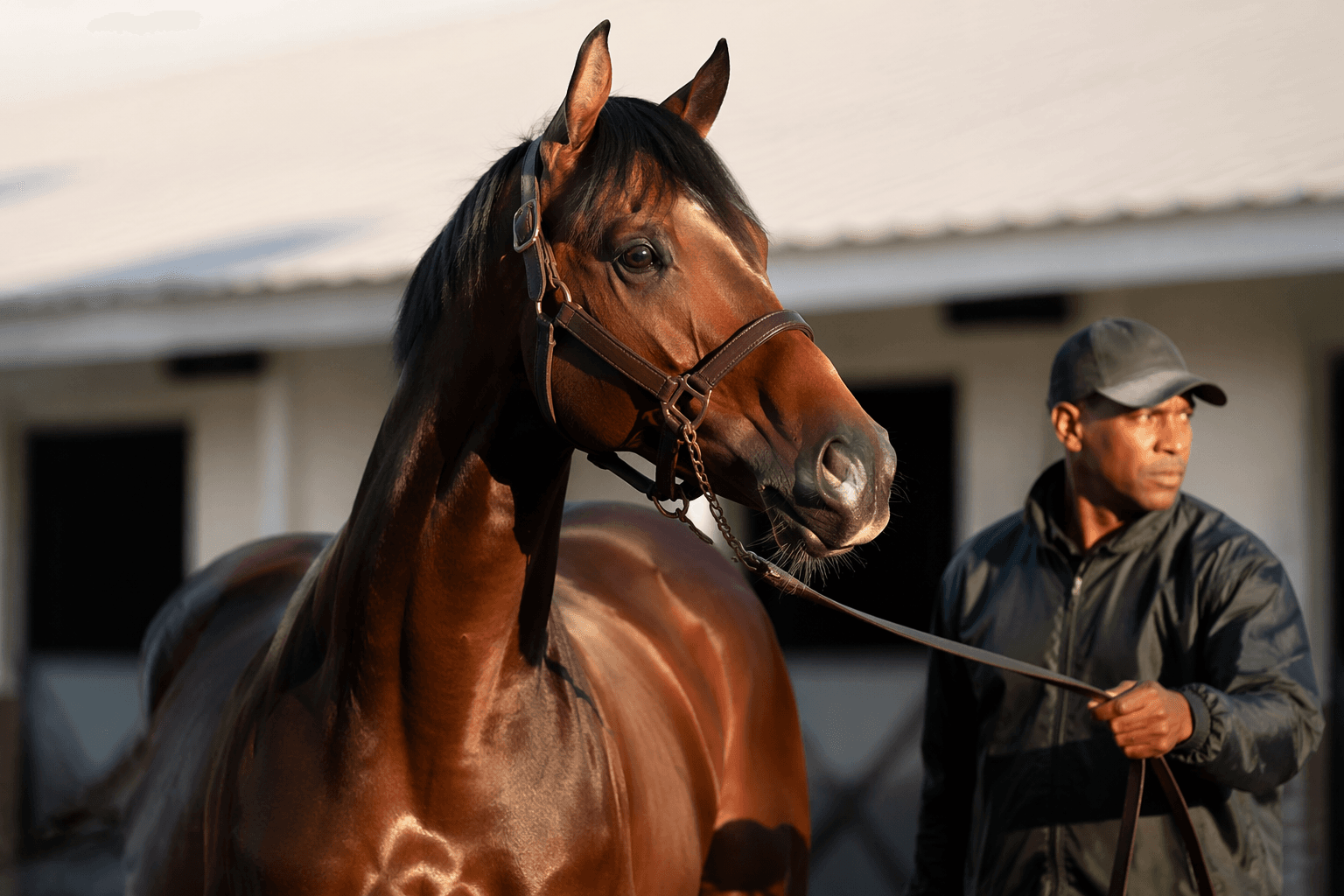 By My Standards moves to Louisiana to boost stallion roster