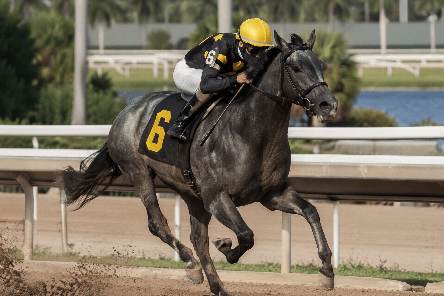 Prime Aurora gives Mind Control first winner, boosts young sire's profile