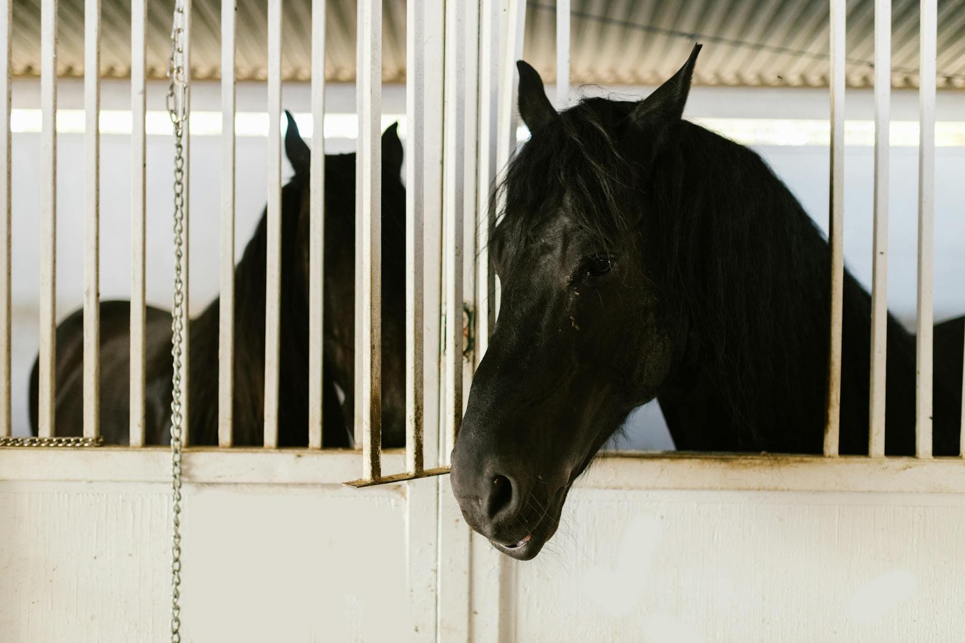 Yulong adds Devil Night, Private Harry to inaugural NSW stallion roster