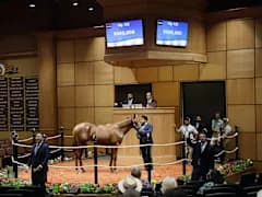 Fasig-Tipton catalogs 230 yearlings for 105th Saratoga Sale