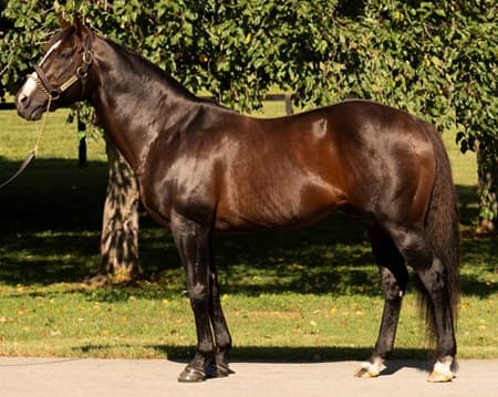 Claiborne Farm pensions War Front after storied breeding career
