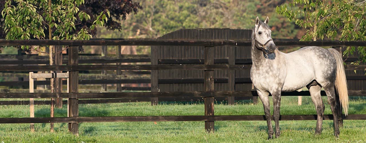 How the foundation sires shaped the Thoroughbred breed today