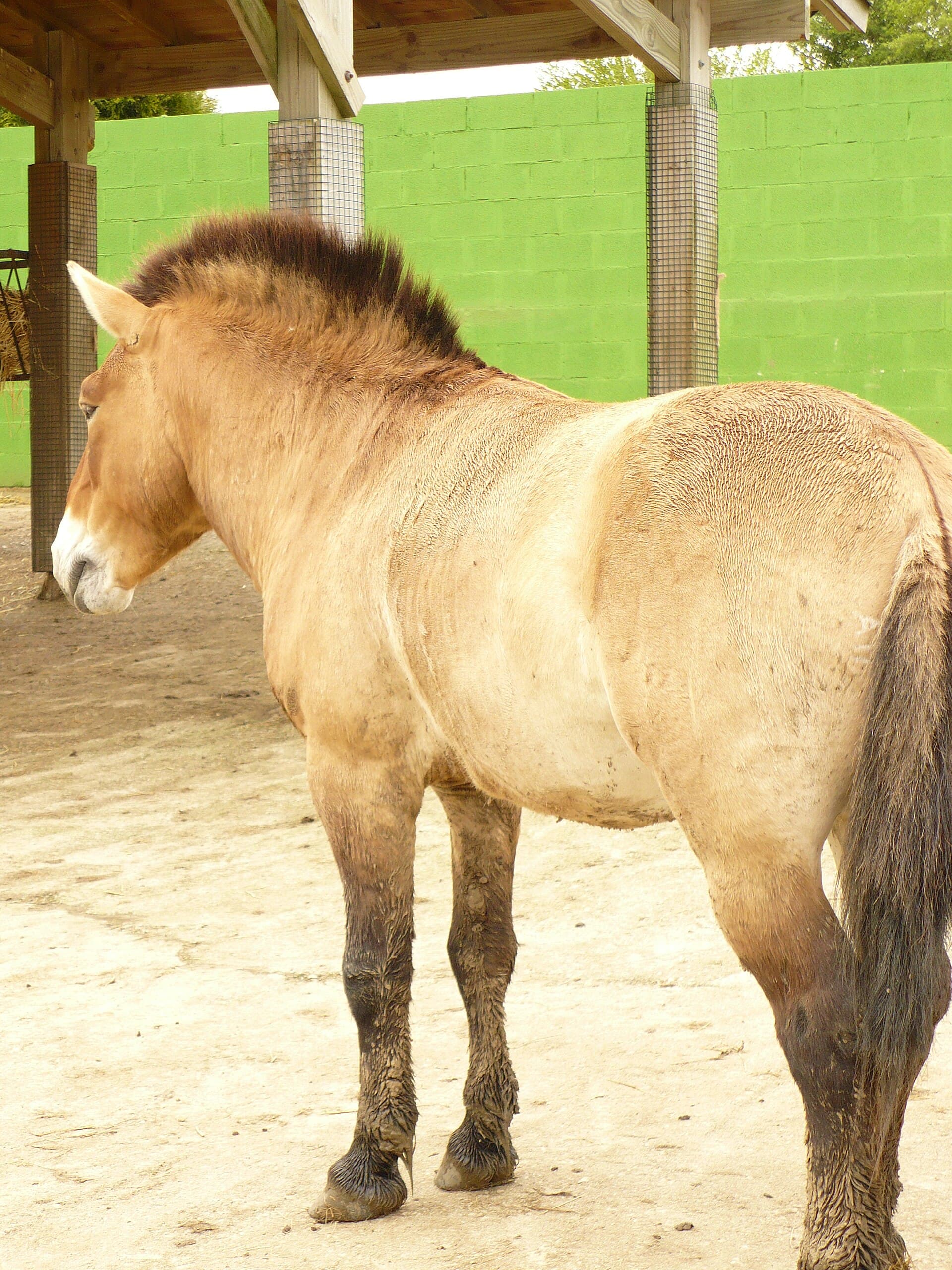 Caballo de Mar — Wikimedia Commons