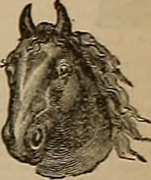 Mr. A. P. — Wikimedia Commons