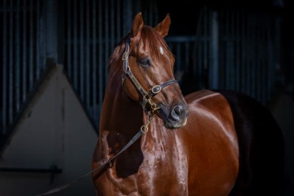 Reserve Bank secures stallion future in inaugural Inglis Bull Ring sale