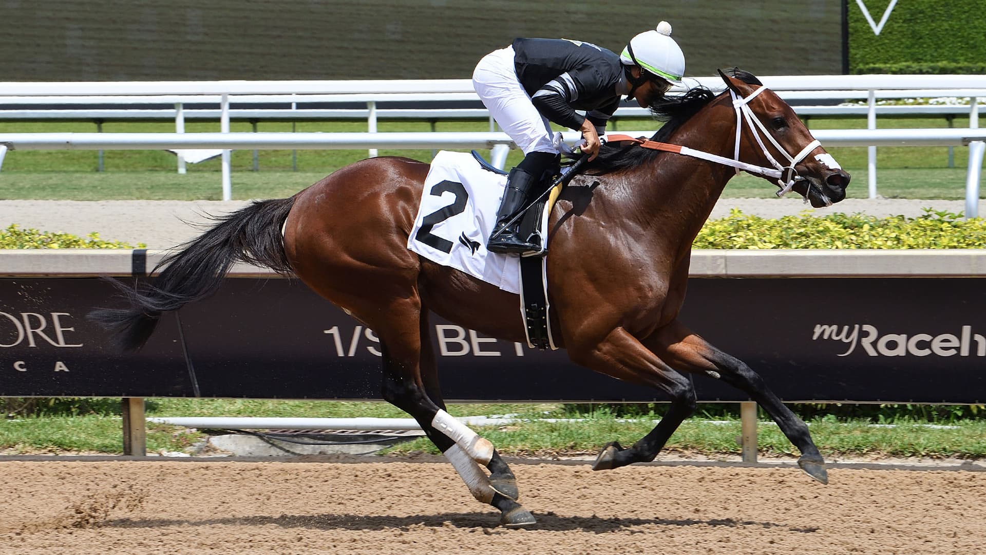 One Hundred Kings seeks breakthrough in Carry Back Stakes at Gulfstream