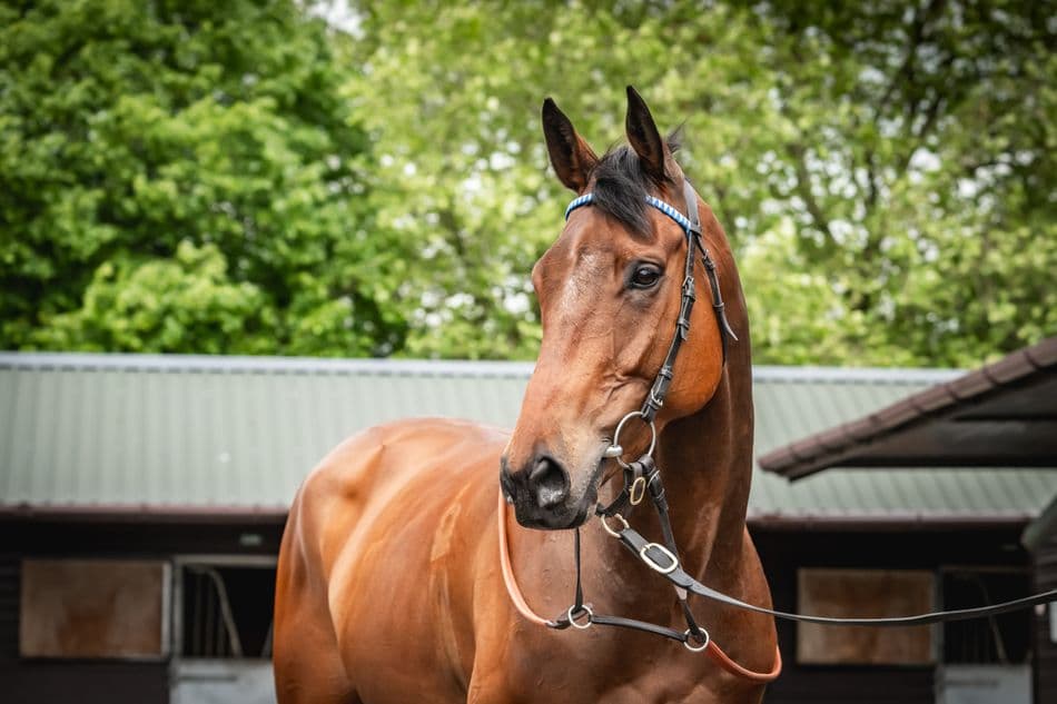 Minella Premier sells for £300,000 to O'Neill team at Jackdaws