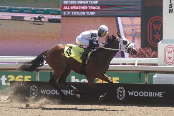 Mrs D seeks stakes breakthrough in Woodbine’s My Dear Stakes