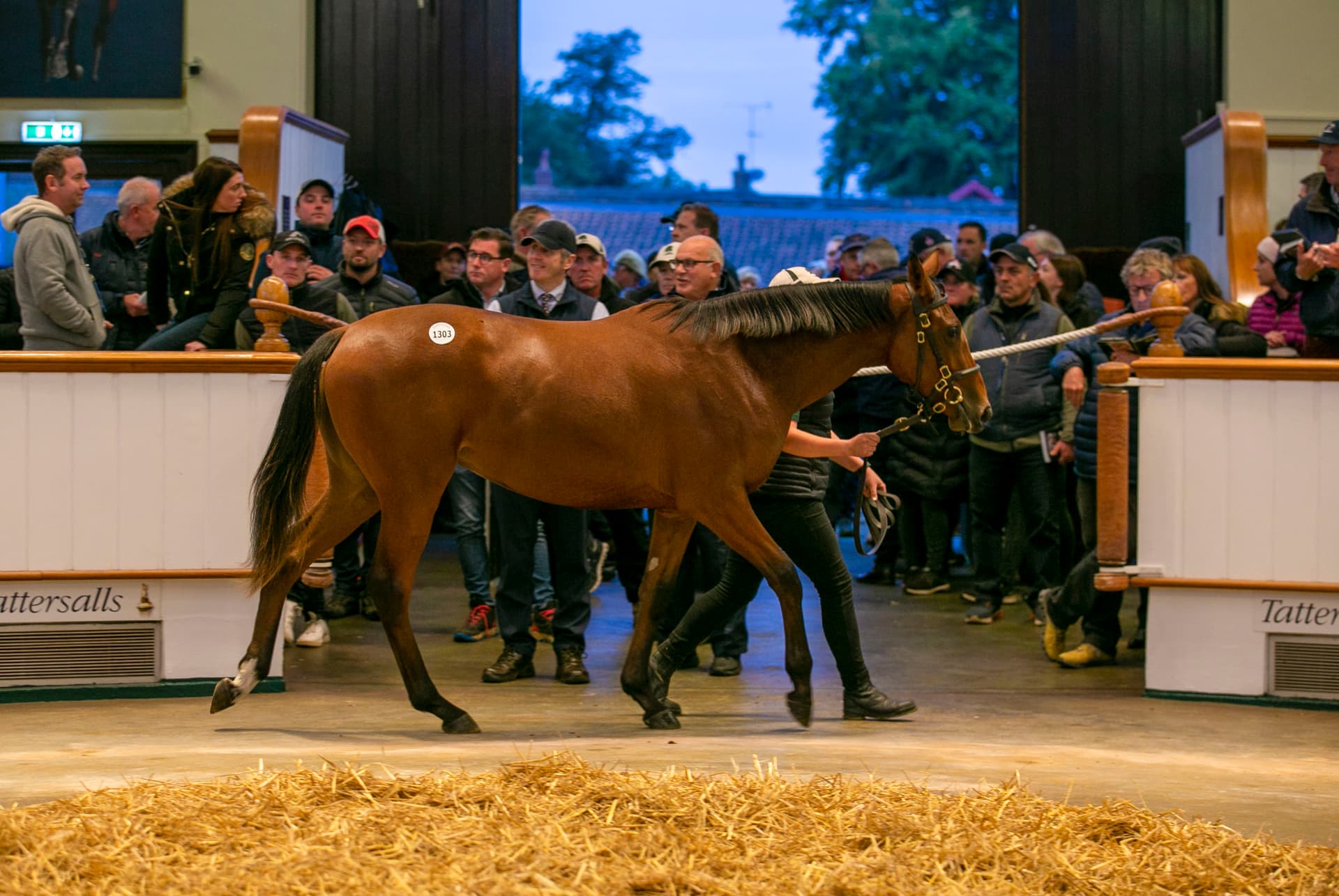Aegina tops Tattersalls July Sale Day 2 at 240,000 guineas