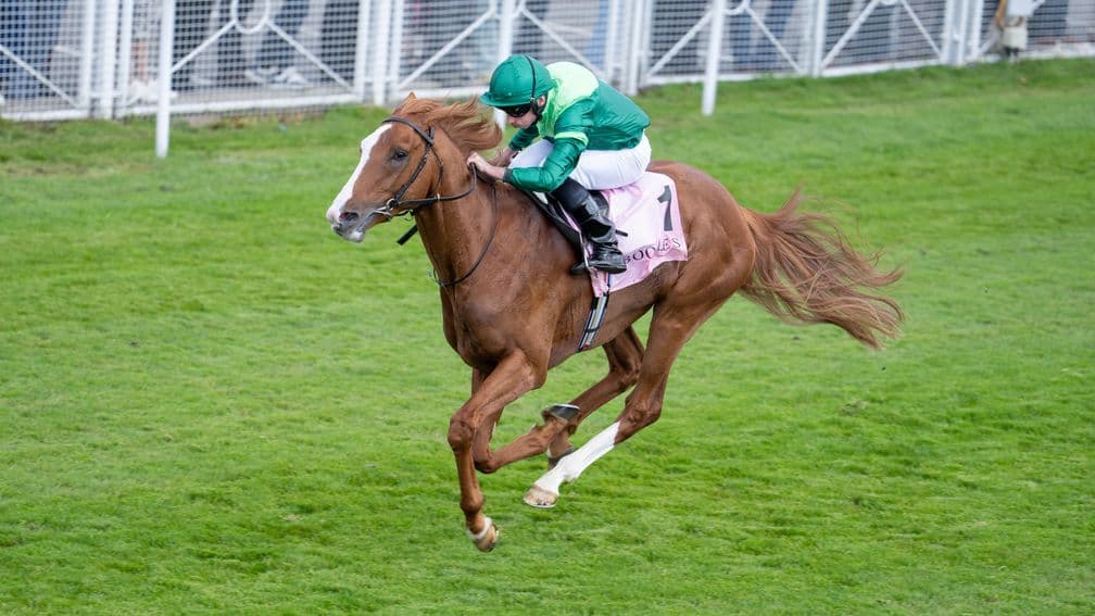O’Brien loads Derby team with Benvenuto Cellini leading Epsom charge