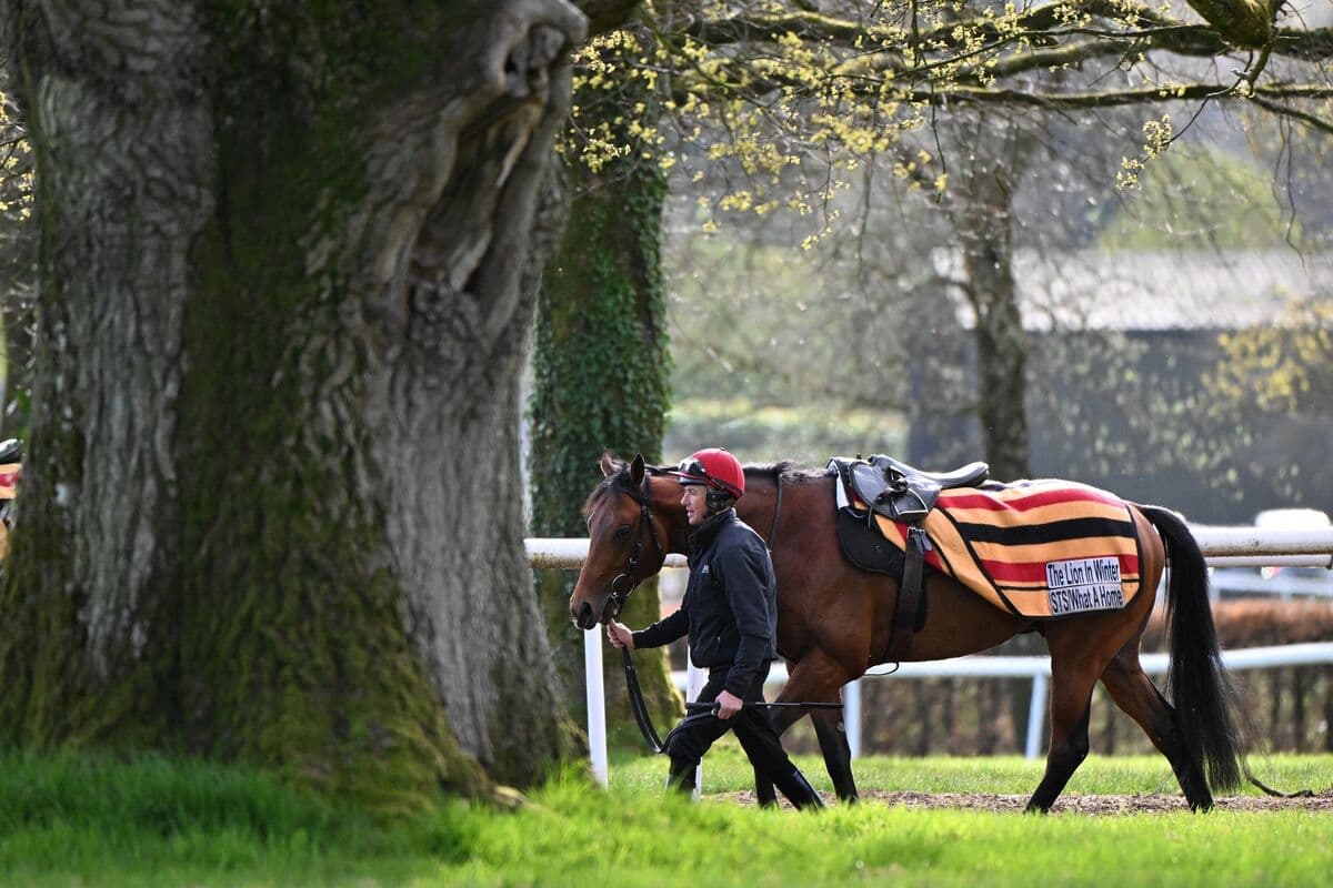 The Lion In Winter dies after fracture at Ballydoyle, Ascot target lost
