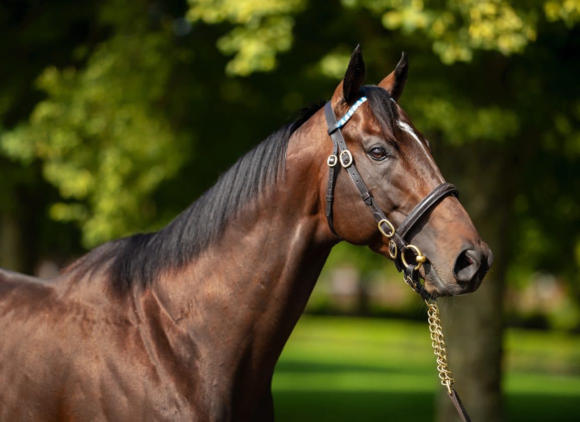 Flann Sunna powers to Ascot win, boosts Blue Point's sprint stock