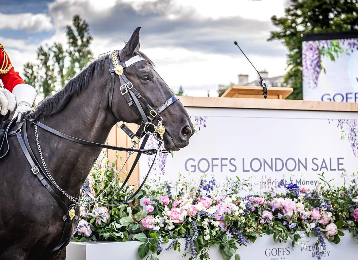 Bobby McGee could head to Royal Ascot or Goffs London Sale
