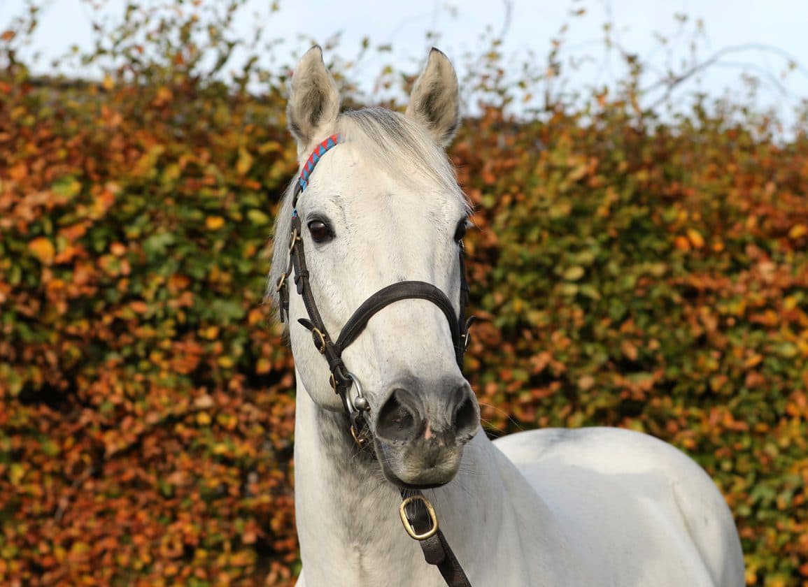 Dark Angel Sires Italian Guineas Double at San Siro