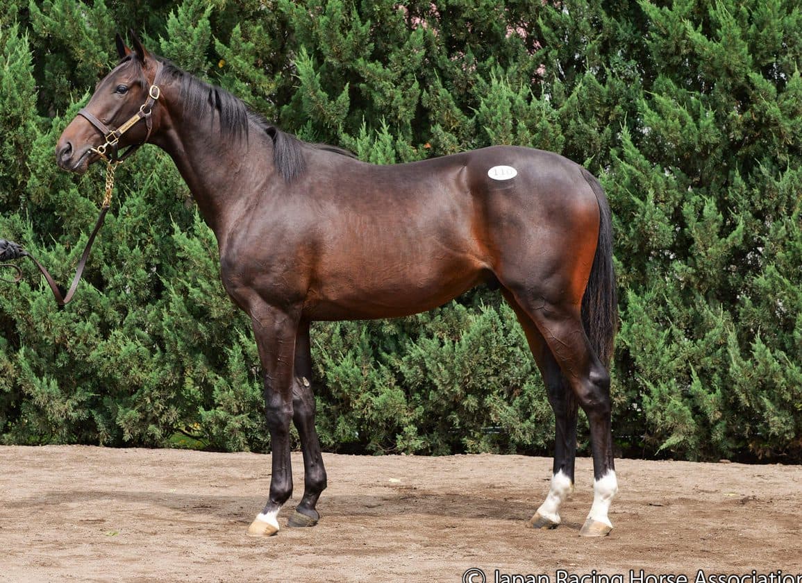Equinox sparks record JRHA opening day with $2.59 million topper